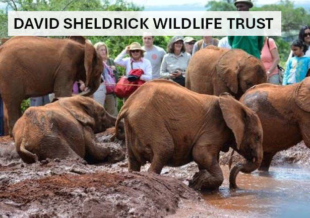 David Sheldrick Wildlife Trust, Kenya