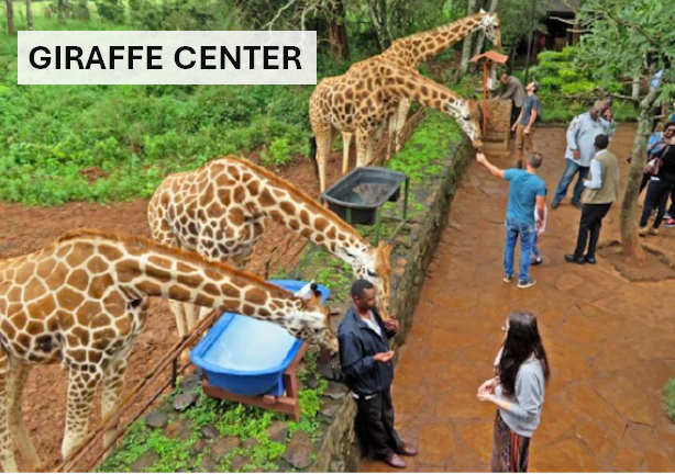 Giraffe Center, Kenya, Africa