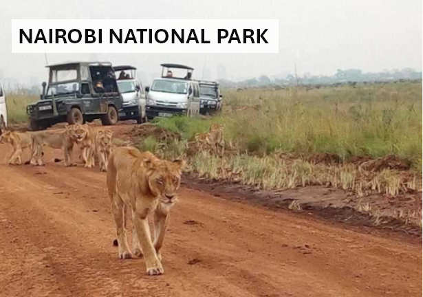 Nairobi National Park