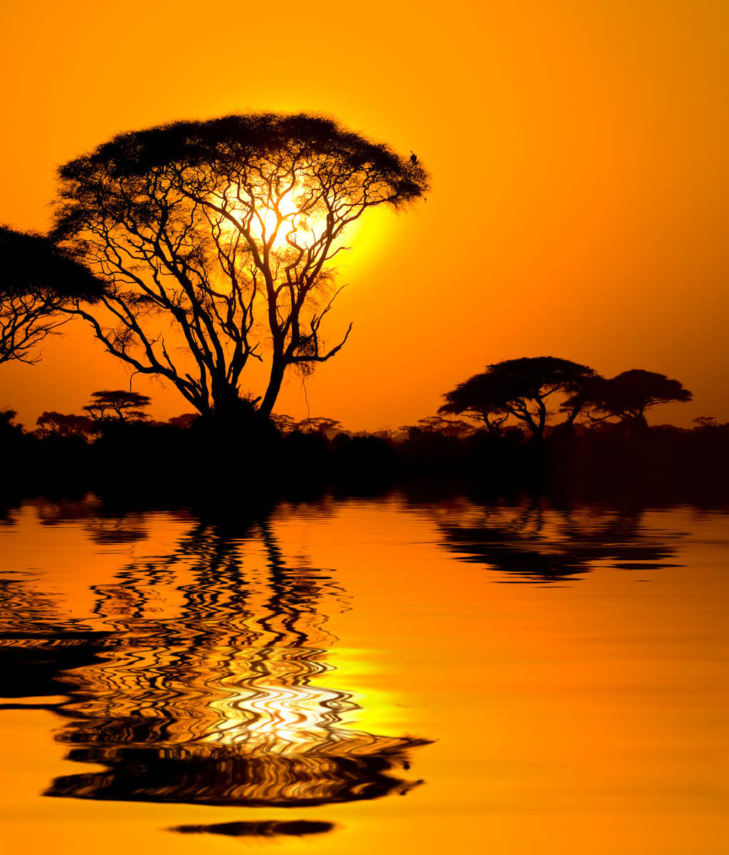 Beautiful trees in Africa